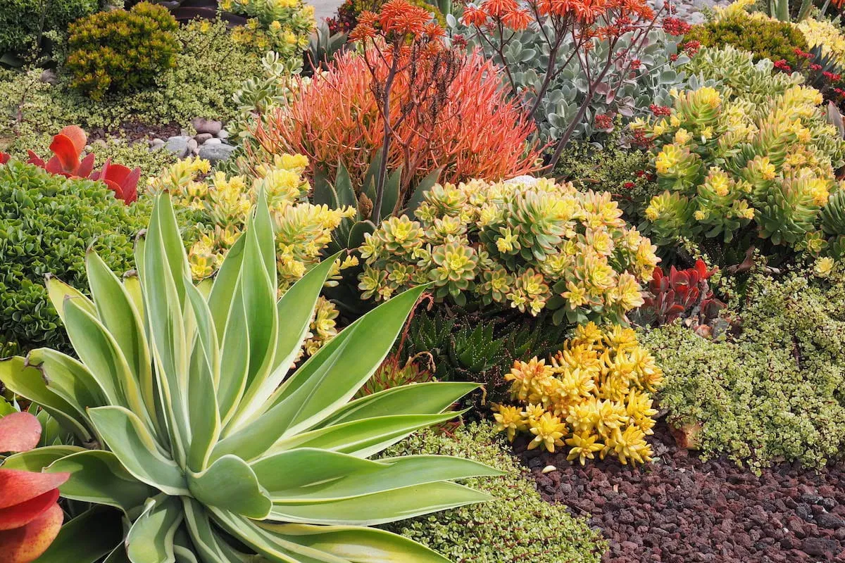 A vibrant succulent and drought-tolerant garden with agave, aloe, and yellow sedum